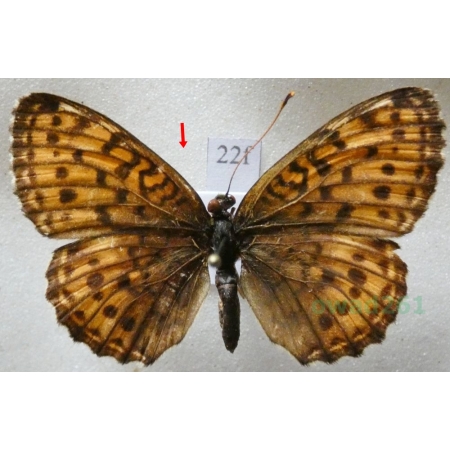 Brenthis ino Rottemburg, 1775 female Dostojka ino Poland22f